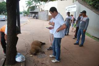 Com o impacto, capivara foi lançada para a calçada. Foto: Simão Nogueira