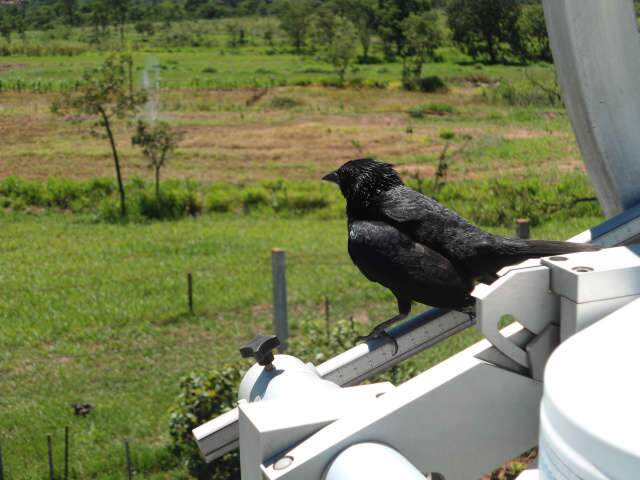  Casal de p&aacute;ssaro-preto cria tr&ecirc;s filhotes em plataforma meteorol&oacute;gica