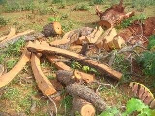 No local foram apreendidas 400 lascas de madeira. (Foto: divulgação) 