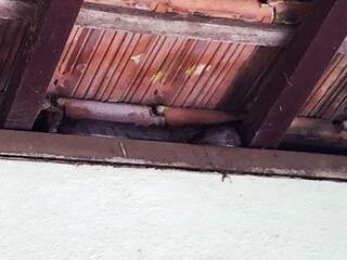 Cobra estava entre a parede e telhado da casa. (Foto: TL Notícias)