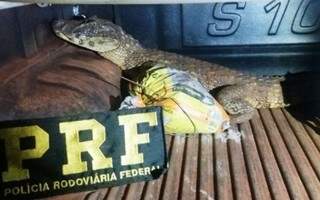 Animal foi capturado vivo em estrada e seria levado para lago de assentamento. (Foto: PRF/ Divulgação)