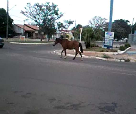 Cavalo circula sozinho e atrapalha tr&acirc;nsito no Conjunto Estrela Dalva