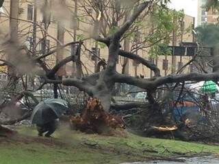 Árvore caiu na manhã de hoje, apesar do vento estar fraco (Foto: Luiz Eduardo Serrano/Facebook)