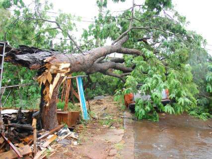  Com 43 milimetros de chuva, Capital tem alagamento e árvores derrubadas