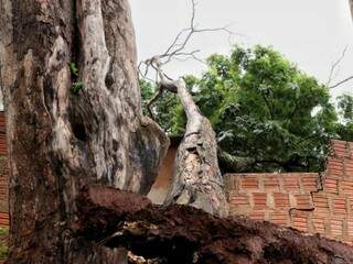 Parte do tronco atingiu muro, parede e telhado da casa (Foto: Henrique Kawaminami)