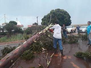 Árvore caiu sobre pista em rodovia em Caarapó. (Foto: Direto das Ruas)