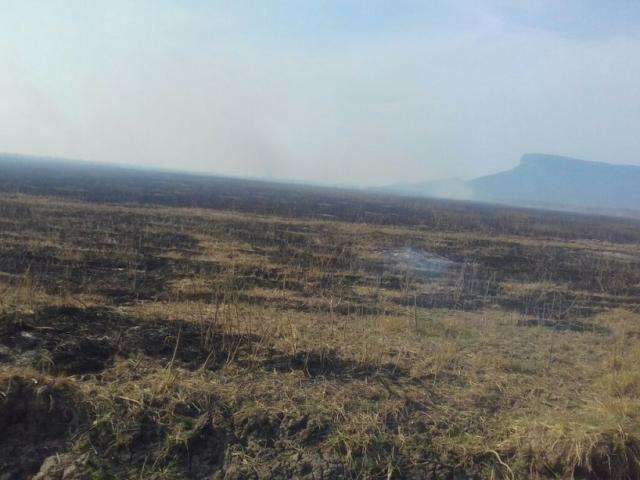 Fam&iacute;lia de tuiui&uacute; &eacute; salva por bombeiros de inc&ecirc;ndio em fazenda