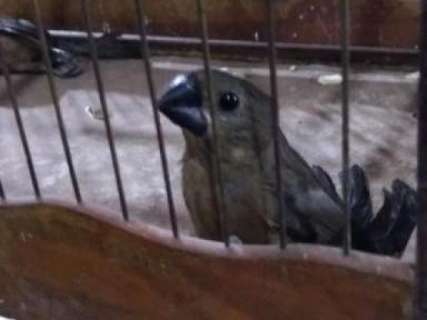 Homem &eacute; flagrado com dois p&aacute;ssaros em extin&ccedil;&atilde;o escondidos na cueca