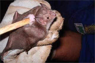 Aplicação de pasta anti-coagulante em morcego. Os animais se contaminam por meio de contato com os outros morcegos. (Foto:Divulgação Iagro)