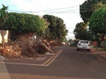 Descarte de podas de árvores deixa ruas intransitáveis no Santa Carmélia