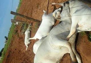 No total, 23 vacas morreram atingidas por raio. (Foto: Terezinha Rodrigues/Facebook)