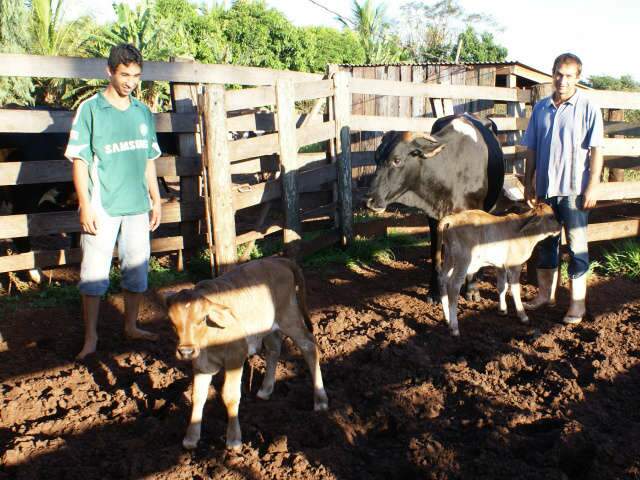  Vaca d&aacute; a luz dois bezerros de uma vez em propriedade de Vicentina