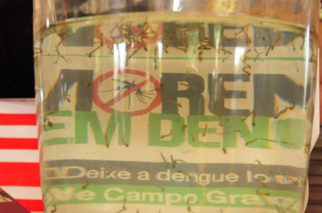 MS tem 28 mil casos notificados e 31 munic&iacute;pios em alerta para dengue