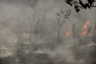 Parte da vegetação foi destruída pelo fogo. (Foto: Fernando Antunes) 