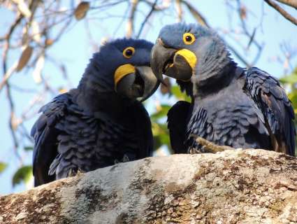 Instituto Arara Azul lança 2ª campanha para adoção de ninhos em MS