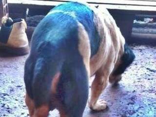 Animal foi castrado para não &quot;pegar&quot; cadela em assentamento rural (Foto: Sidrolândia News)