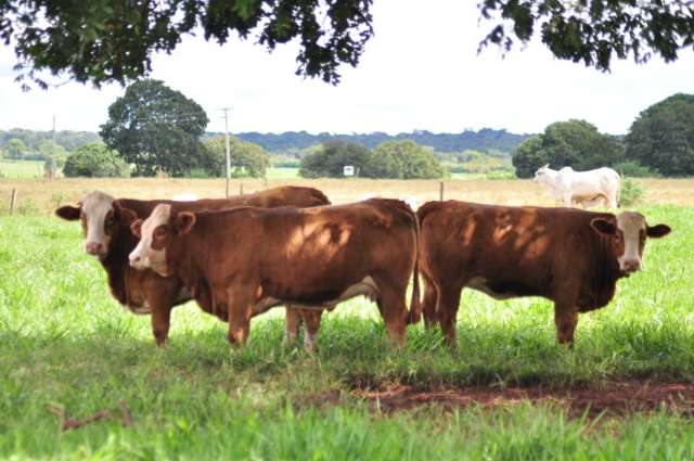 Mato Grosso do Sul &eacute; o 10&ordm; do Pa&iacute;s em renda agropecu&aacute;ria, aponta IBGE