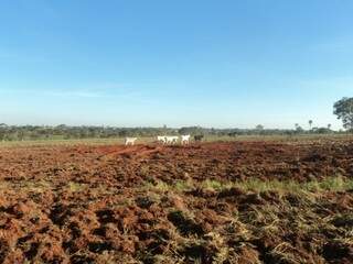 Mais de 15 hectares já foram desmatadas na propriedade (Foto: PMA/Divulgação)
