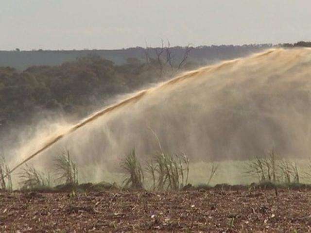 Justi&ccedil;a pro&iacute;be descarte excessivo de vinha&ccedil;a ap&oacute;s infesta&ccedil;&atilde;o de moscas