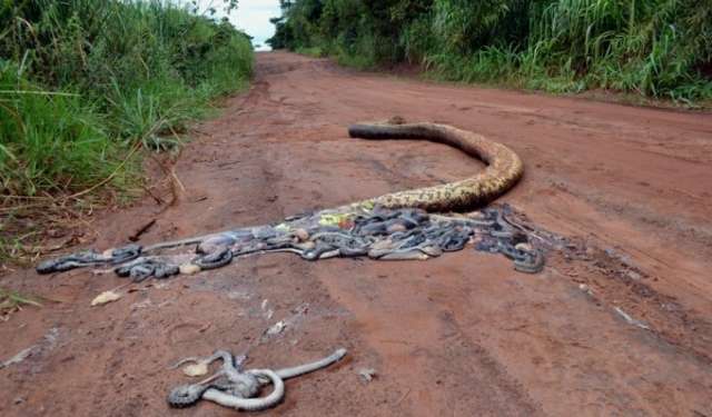 Sucuri morta, depois de ser atropelada, esperava pelo menos 30 filhotes
