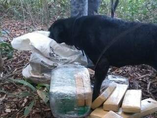 Cães farejadores encontraram a droga no matagal. (Foto: Divulgação/Batalhão de Choque)