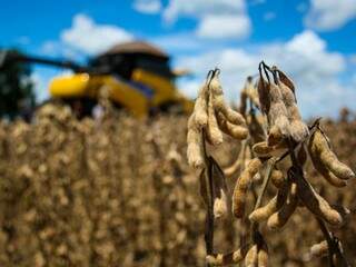 Agropecu&aacute;ria &eacute; o &uacute;nico setor de MS com avan&ccedil;o no emprego, mostra IBGE