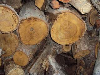 Toras de madeira nativa foram extraídas de área de reserva (Foto: Divulgação PMA)