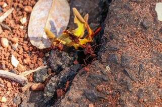Formigas cabeçudas carregam folha na pista de caminhada do Parque do Sóter (Foto: Henrique Kawaminami)