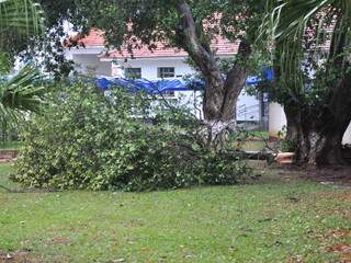 Árvore também caiu próximo à Base Aérea. (Foto: João Garrigó) 