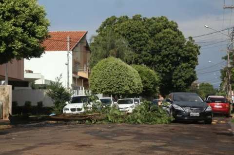 Vento de 72 km/h derruba árvores de norte a sul em Campo Grande