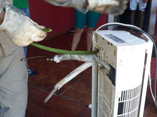 Com chuva constante, captura de animais na &aacute;rea urbana vira rotina