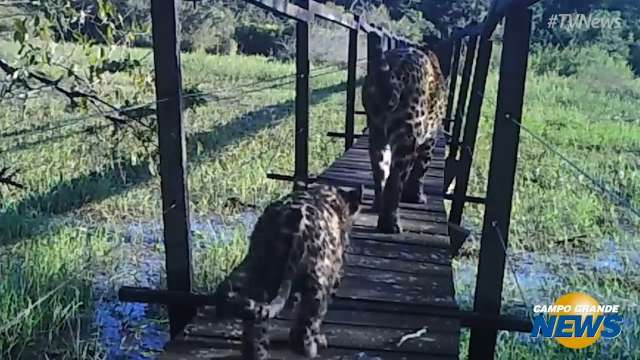On&ccedil;a-pintada passeando com filhote em Bonito foi o v&iacute;deo mais visto