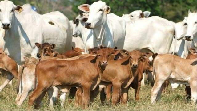 Come&ccedil;a hoje per&iacute;odo de vacina&ccedil;&atilde;o contra aftosa no Planalto e Pantanal