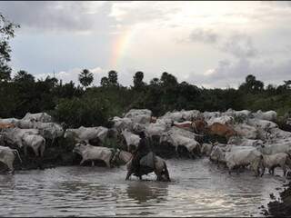 Segundo fazendeiro, não há tempo hábil até 15 de junho para vacinar o gado. (Foto: Divulgação/MPF)