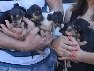 Os animais foram levados para o carro de Sidnei, que prometeu entregar os cães no CCZ (Foto: Alcides Neto)