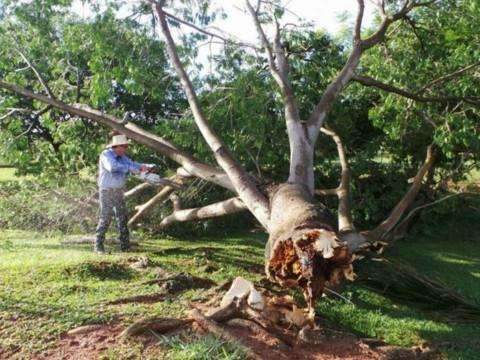 Ap&oacute;s temporal e ventania, equipe faz remo&ccedil;&atilde;o de &aacute;rvores em Tr&ecirc;s Lagoas 