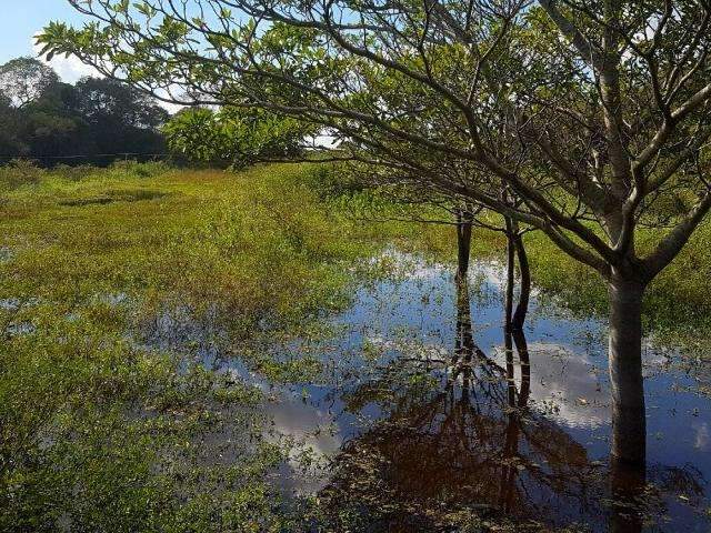 Pico da cheia no Pantanal ficar&aacute; longe dos n&iacute;veis mais altos, diz Embrapa