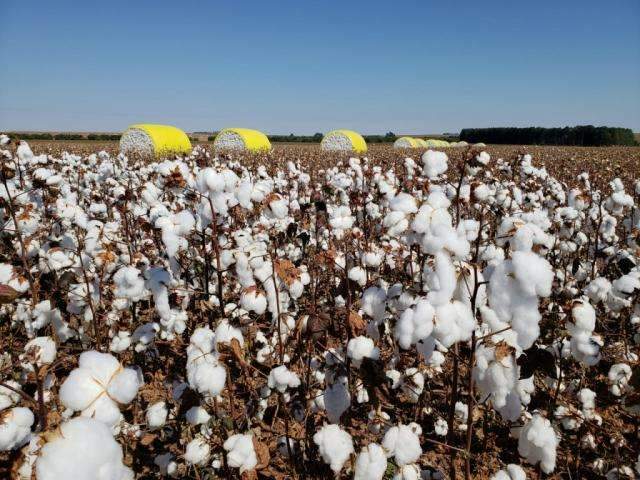 MS j&aacute; colheu 20% do algod&atilde;o plantado e estima 54,6 mil toneladas