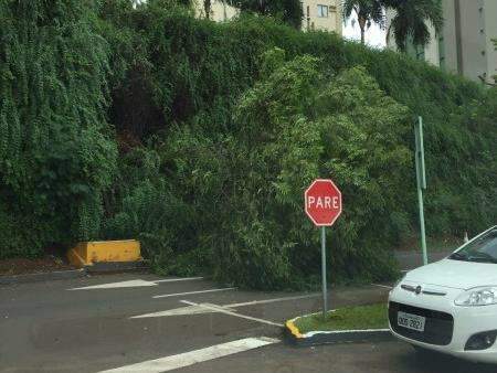 Por conta de chuva, &aacute;rvore cai e barranco em estacionamento de shopping cede