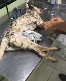 Encontrada em buraco, cachorra &eacute; resgatada mas acaba morrendo
