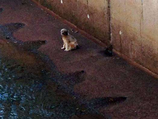 C&atilde;o cai em c&oacute;rrego e mobiliza Corpo de Bombeiros na Capital