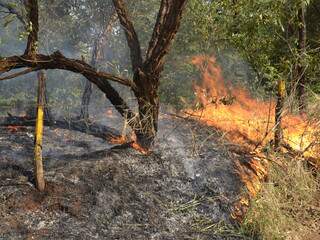 Vegetação em chamas. Incêndio foi controlado pelos Bombeiros. (Foto: Simão Nogueira)