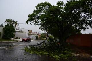 Ventos forte derrubaram galhos de 21 árvores na Capital, Galho caído na rua da Paz. (Foto: Minamar Júnior)
