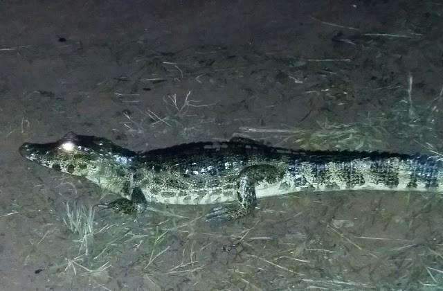Ap&oacute;s enchente de rio, jacar&eacute; &eacute; visto andando no meio da rua entre casas