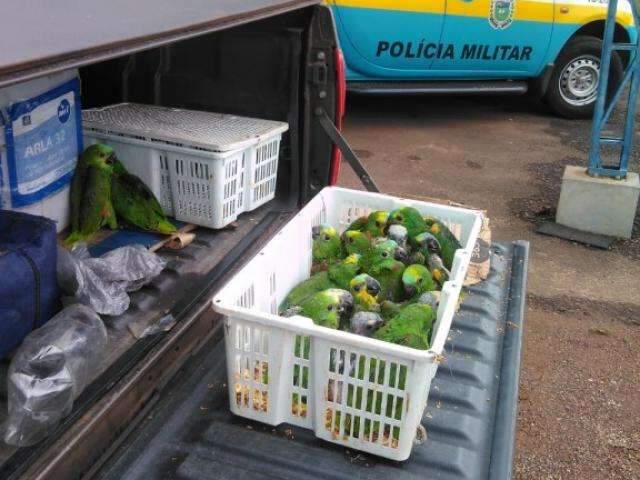 Casal &eacute; flagrado na MS-276 com 24 papagaios que seriam vendidos em SP 