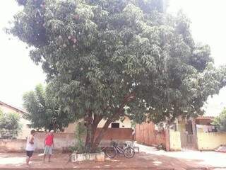 Vítima subiu para catar mangas na árvore que fica em frente a sua residência. (Foto: Olimar Gamarra)