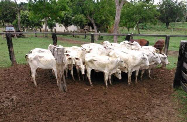 Quadrilha &eacute; indiciada por furto de gado e associa&ccedil;&atilde;o criminosa