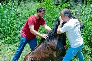 Cavalo ficará sob responsabilidade de associação de proteção aos animais (Foto: Divulgação/Amimais)
