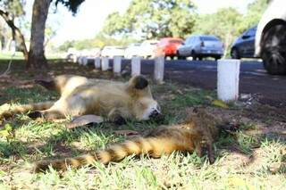 Quatis foram encontrados mortos no Parque dos Poderes. (Foto: Marcos Ermínio)