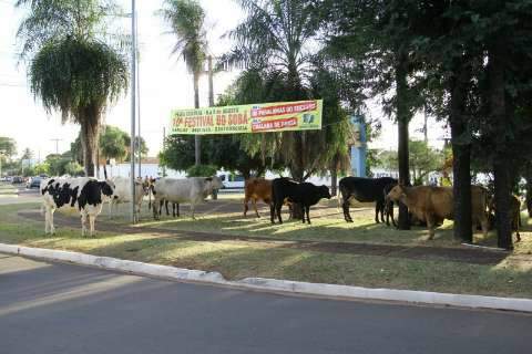 Vacas são retiradas de avenida e transportadas para centro de zoonoses